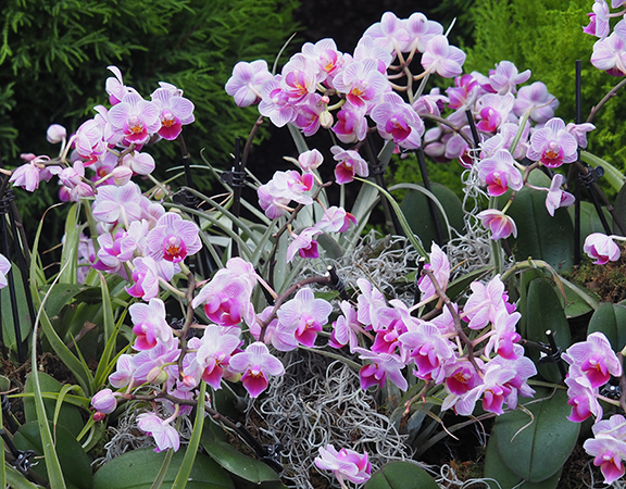 NYBG Orchid Show - Phalaenopis Taida Day - photo by Luxury Experience