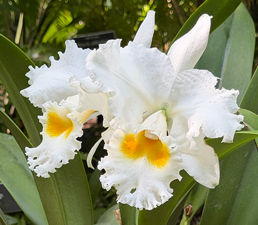 NYBG Orchid Show Corsage Orchid Nancy Off Linwood - photo by Luxury Experience