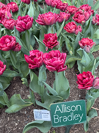 Allison Bradley - Colorblends - photo by Luxury Experience