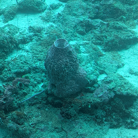 Curasub Adventure - Coral No Lights - photo by Luxury Experience