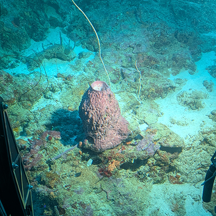 Curasub Adventure - Coral with lights on - photo by Luxury Experience