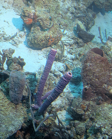 Curasub Adventure - Coral - photo by Luxury Experience