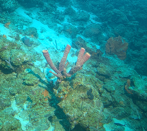 Curasub Adventure - Coral - photo by Luxury Experience