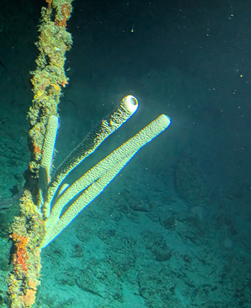 Curasub Adventure - Coral - photo by Luxury Experience