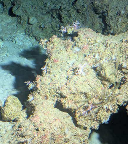 Curasub Adventure - Coral formation at 478 feet (146 meters) - photo by Luxury Experience