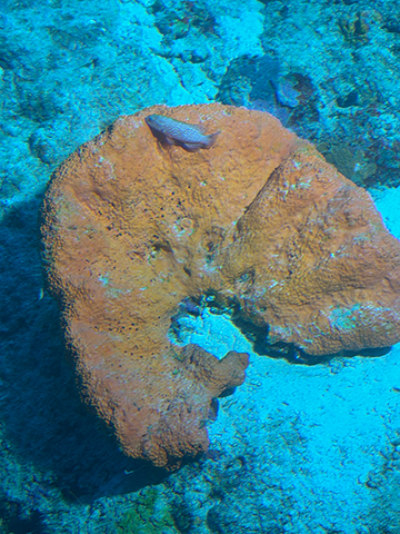 Curasub Adventure - Coral - photo by Luxury Experience