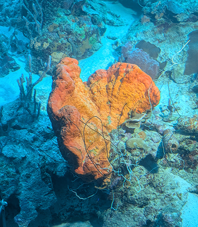 Curasub Adventure - Coral formation at 139 feet (42 meters) - photo by Luxury Experience