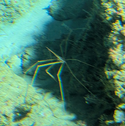 Curasub Adventure - Crab - photo by Luxury Experience