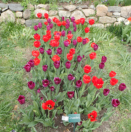 Crusaders - Colorblends - photo by Luxury Experience