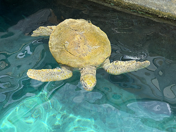 Greenie SeaTurtle - Curaçao Sea Aquarium - photo by Luxury Experience