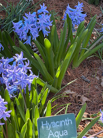 Hyacinth Aqua - Colorblends - photo by Luxury Experience