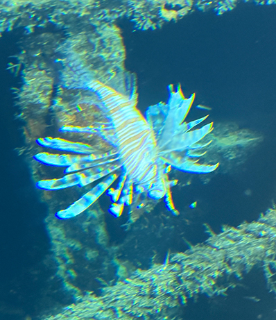 Curasub Adventure - Lionfish Near ship wreck - photo by Luxury Experience