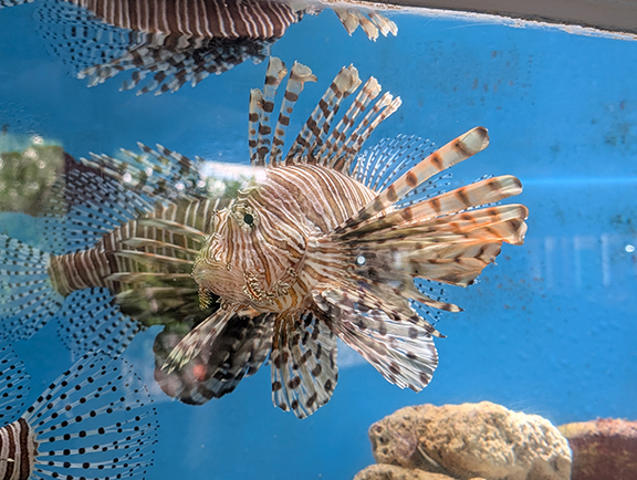 Lionfish - Curaçao Sea Aquarium - photo by Luxury Experience