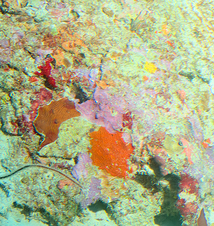 Curasub Adventure - Ocean Floor - photo by Luxury Experience