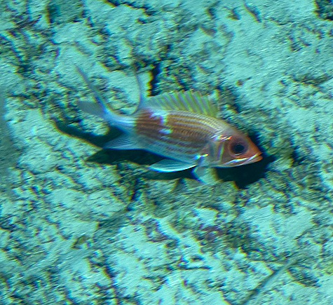 Curasub Adventure - Ocean floor fish - photo by Luxury Experience