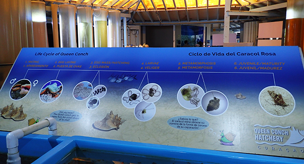 Queen Conch Hatchery - Curaçao Sea Aquarium - photo by Luxury Experience