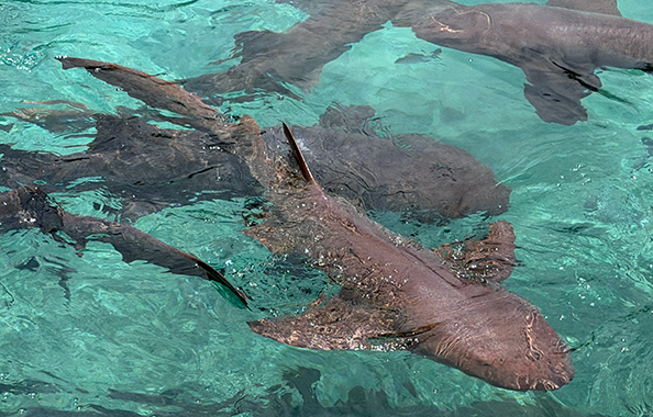 Sharks - Curaçao Sea Aquarium - photo by Luxury Experience