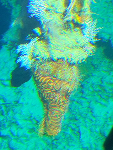 Curasub Adventure - Soft Coral - photo by Luxury Experience