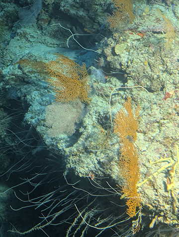 Curasub Adventure - Soft Coral at 326 feet - photo by Luxury Experience