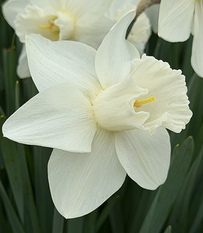 White Daffodils - Colorblends - photo by Luxury Experience