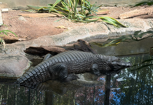 Alligator - Beardsley Zoo - Photo by Luxury Experience
