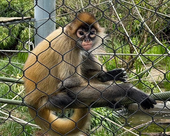 Charlotte Spider Monkey - Beardsely Zoo - photo by Luxury Experience
