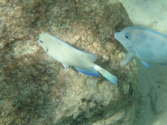 Curaçao snorkeling - photo by Luxury Experience
