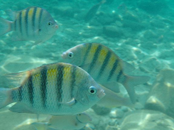 Curaçao snorkeling - photo by Luxury Experience