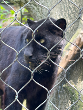 Kallisto - Amur Leopard - Beardsley Zoo - photo by Luxury Experience