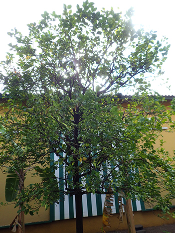 Landhuis Chobolobo - Laraha Tree - photo by Luxury Experience