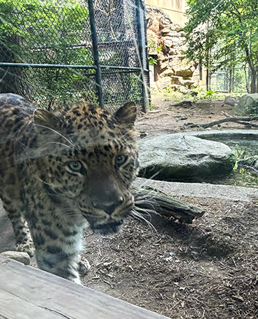 Orion - Amur Leopard - Beardsley Zoo - photo by Luxury Experience