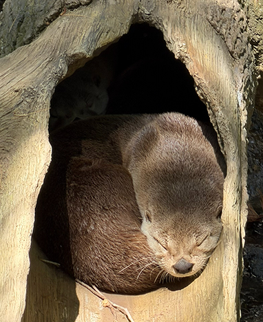 Otter - Beardsley Zoo - photo by Luxury Experience