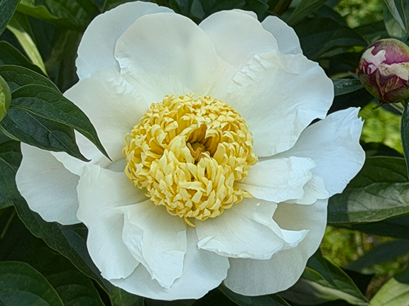 Peonies - NY Botanical Gardens - photo by Luxury Experience