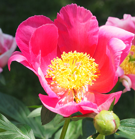 Peonies - NY Botanical Gardens - photo by Luxury Experience