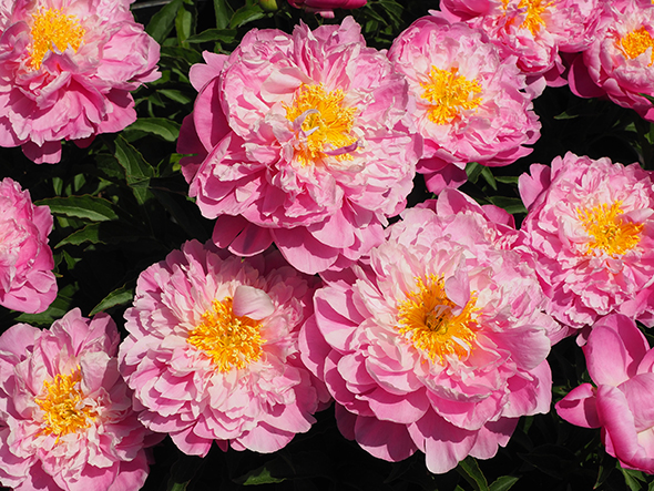 Peonies - NY Botanical Gardens - photo by Luxury Experience