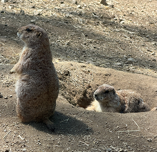 Prairie Dogs - Beardsley Zoo - photo by Luxury Experience