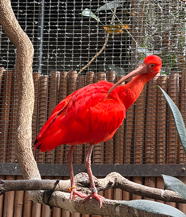 Scarlet Ibis - Beardsley Zoo - photo by Luxury Experience