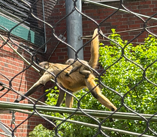Spider Monkey & Baby - Beardsley Zoo - photo by Luxury Experience