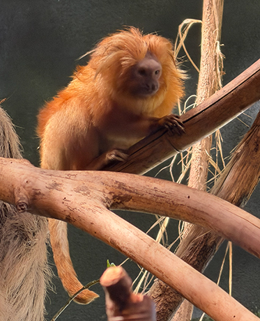 Tamarin - Beardsley Zoo - photo by Luxury Experience